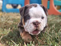 Wanda, a female English Bulldog for sale in Monett, MO – 2 of 6