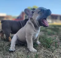 Curly, a male French Bulldog for sale in Monett, MO – 4 of 6