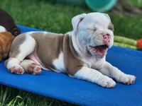 Tamale, a female English Bulldog for sale in Monett, MO – 7 of 8
