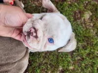 Sylvie *lilac merle*, a female English Bulldog for sale in Monett, MO – Photo 4 of 7