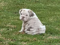 Sylvie *lilac merle*, a female English Bulldog for sale in Monett, MO – Photo 5 of 7