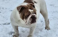 Sylvie *lilac merle*, a female English Bulldog for sale in Monett, MO – Photo 6 of 7