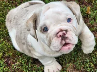 Sylvie *lilac merle*, a female English Bulldog for sale in Monett, MO – Photo 2 of 7
