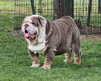 Sylvie *lilac merle*, a female English Bulldog for sale in Monett, MO – Photo 7 of 7