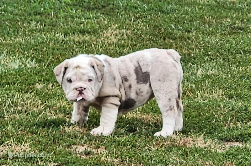 Sylvie *lilac merle*