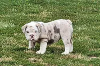 Sylvie *lilac merle*, a female English Bulldog for sale in Monett, MO – Photo 1 of 7