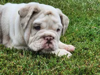 Sylvie *lilac merle*, a female English Bulldog for sale in Monett, MO – Photo 3 of 7
