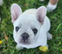 Wonton, a female French Bulldog for sale in Monett, MO – 4 of 7