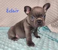 Éclair, a male French Bulldog for sale in Monett, MO – Photo 1 of 7