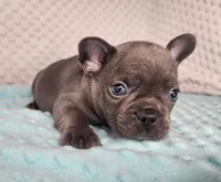 Éclair, a male French Bulldog for sale in Monett, MO – Photo 5 of 7