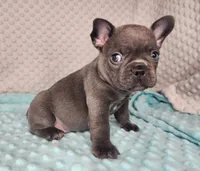 Éclair, a male French Bulldog for sale in Monett, MO – Photo 7 of 7