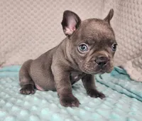 Éclair, a male French Bulldog for sale in Monett, MO – Photo 4 of 7