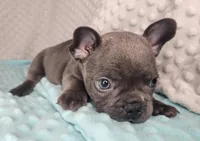 Éclair, a male French Bulldog for sale in Monett, MO – Photo 3 of 7