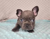 Éclair, a male French Bulldog for sale in Monett, MO – Photo 2 of 7