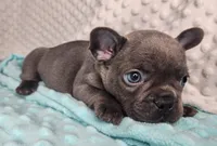 Éclair, a male French Bulldog for sale in Monett, MO – Photo 6 of 7