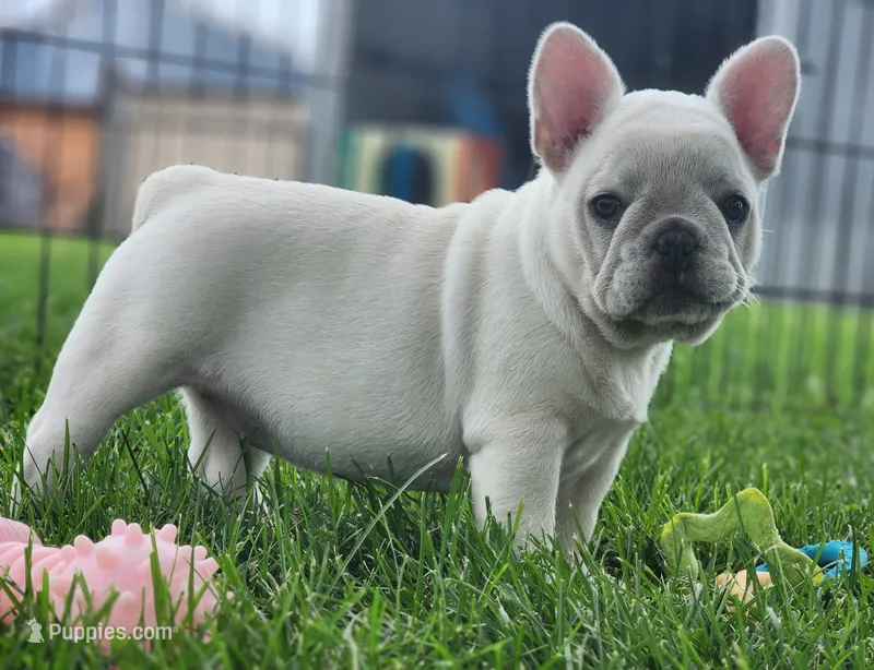 Wonton – French Bulldog puppy for sale in Monett, MO