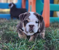 Earl, a male English Bulldog for sale in Monett, MO – 5 of 7
