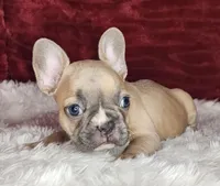 Audrey, a female French Bulldog for sale in Monett, MO – Photo 5 of 10