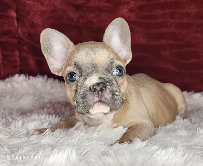 Audrey, a female French Bulldog for sale in Monett, MO – Photo 1 of 10