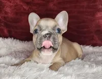 Audrey, a female French Bulldog for sale in Monett, MO – Photo 9 of 10
