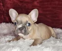 Audrey, a female French Bulldog for sale in Monett, MO – Photo 6 of 10