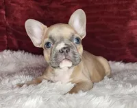 Audrey, a female French Bulldog for sale in Monett, MO – Photo 4 of 10