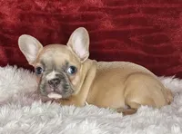 Audrey, a female French Bulldog for sale in Monett, MO – Photo 7 of 10