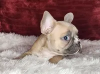 Audrey, a female French Bulldog for sale in Monett, MO – Photo 10 of 10