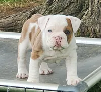 Tamale, a female English Bulldog for sale in Monett, MO – 2 of 8