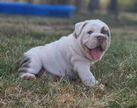 Mary Ann, a female English Bulldog for sale in Monett, MO – 4 of 5