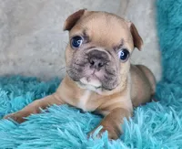 Pancake, a female French Bulldog for sale in Monett, MO – Photo 8 of 9