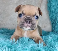 Pancake, a female French Bulldog for sale in Monett, MO – Photo 9 of 9