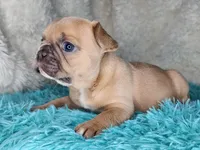 Pancake, a female French Bulldog for sale in Monett, MO – Photo 7 of 9