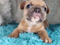 Pancake, a female French Bulldog for sale in Monett, MO – Photo 3 of 9