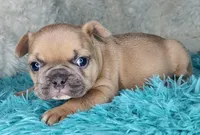 Pancake, a female French Bulldog for sale in Monett, MO – Photo 5 of 9