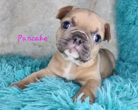 Pancake, a female French Bulldog for sale in Monett, MO – Photo 1 of 9