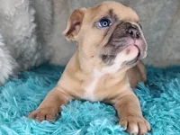 Pancake, a female French Bulldog for sale in Monett, MO – Photo 4 of 9