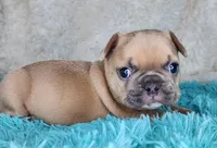 Pancake, a female French Bulldog for sale in Monett, MO – Photo 2 of 9