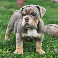 Giraffe, a female English Bulldog for sale in Monett, MO – Photo 4 of 10