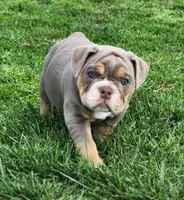 Giraffe, a female English Bulldog for sale in Monett, MO – Photo 7 of 10