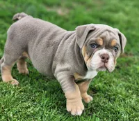 Giraffe, a female English Bulldog for sale in Monett, MO – Photo 8 of 10