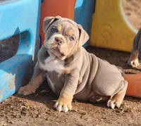 Giraffe, a female English Bulldog for sale in Monett, MO – Photo 3 of 10
