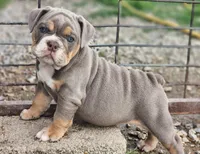 Giraffe, a female English Bulldog for sale in Monett, MO – Photo 2 of 10