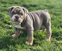 Giraffe, a female English Bulldog for sale in Monett, MO – Photo 6 of 10