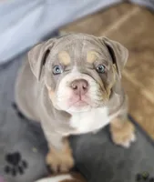 Giraffe, a female English Bulldog for sale in Monett, MO – Photo 1 of 10