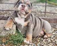 Giraffe, a female English Bulldog for sale in Monett, MO – Photo 5 of 10