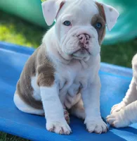 Tamale, a female English Bulldog for sale in Monett, MO – 3 of 8