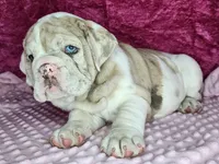 Sonnet *lilac merle*, a female English Bulldog for sale in Monett, MO – Photo 3 of 10