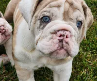 Sonnet *lilac merle*, a female English Bulldog for sale in Monett, MO – Photo 2 of 10