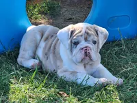 Sonnet *lilac merle*, a female English Bulldog for sale in Monett, MO – Photo 5 of 10